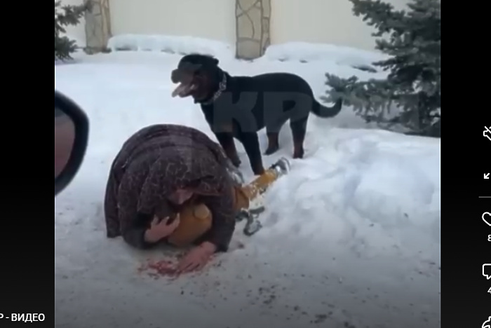 С хозяев ротвейлера, напавшего на Широкой Речке на мать с ребенком, взыскали более 400 тыс. рублей