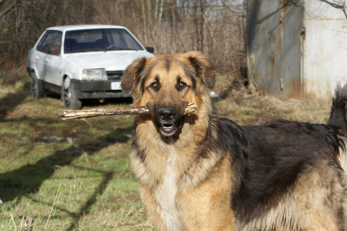 Собака помогла герою из Екатеринбурга спасти выпавшую с восьмого этажа девочку