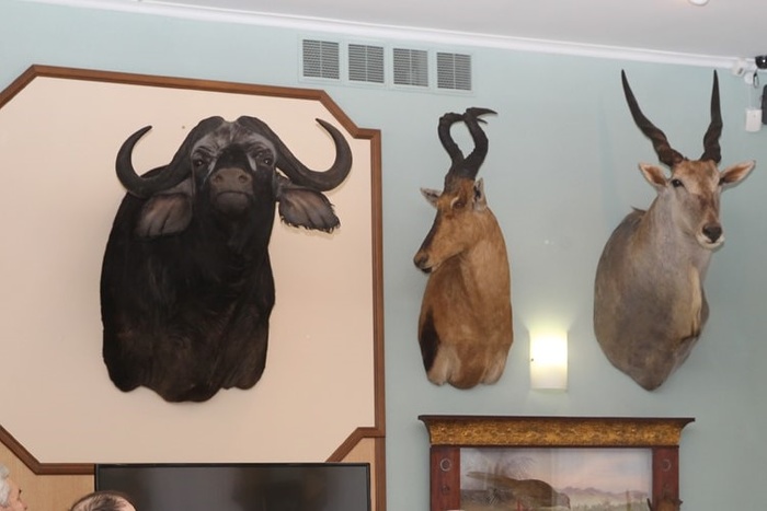 Выставка чучел животных со всего мира откроется в Екатеринбурге