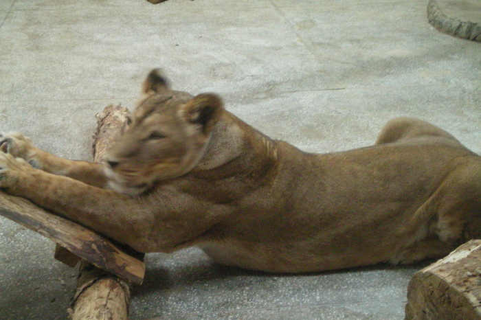 Львицу Эмму с играющим львенком показали в Екатеринбургском зоопарке (ВИДЕО)