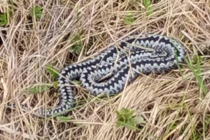 В лесу под Екатеринбургом заметили опасную змею
