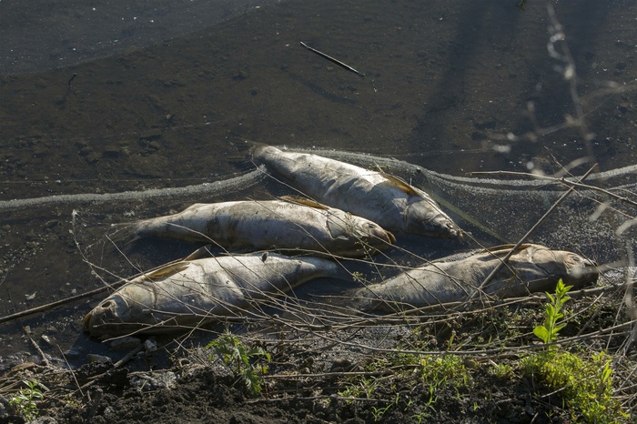 Все берега Исети близ Арамили оказались усеяны мертвой рыбой