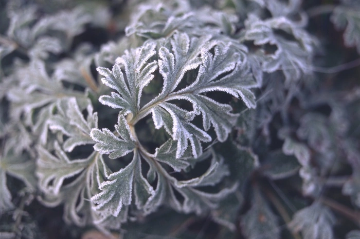 Наблюдайте народные приметы. Луппенские заморозки