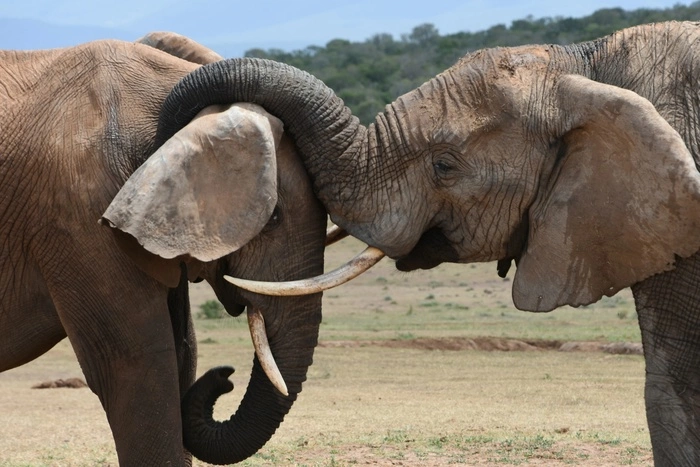 В Казани во время представления московского цирка слоны устроили драку