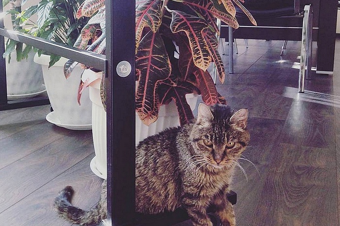 Умерла отобедавшая на 60 тыс. руб. в аэропорту Владивостока кошка Матроска