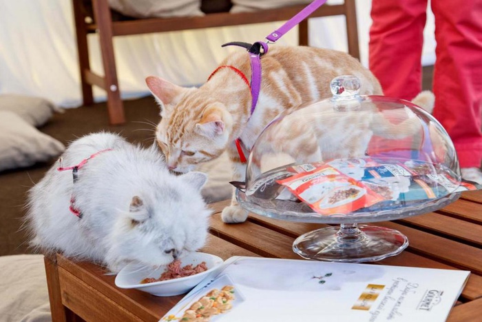 Кошачий «ресторан высокой кухни» в Екатеринбурге посетили десять котов и кошек