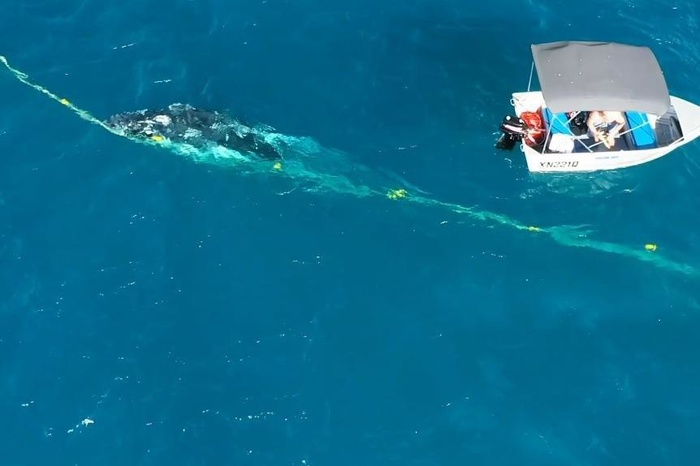 Житель Австралии спас детёныша кита, который застрял в сетях, и получил за это штраф