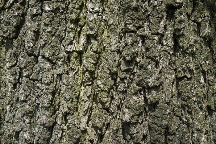 Мумия обнимающего дерево мужчины обнаружена в Томске