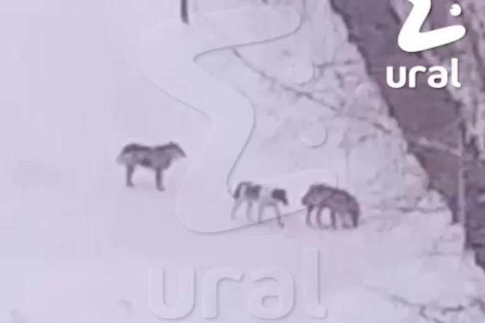 В Екатеринбурге стая бродячих собак регулярно нападает на детей