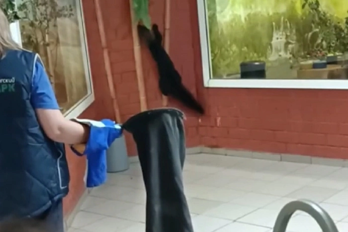 В Екатеринбургском зоопарке сбежал хищник