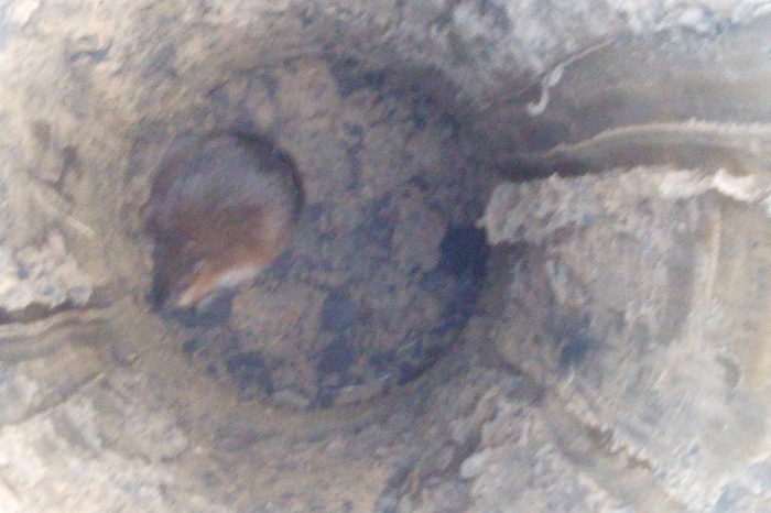 Екатеринбургский зооспасатель вытащил ондатру, провалившуюся в двухметровую яму
