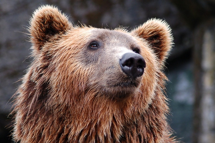 В Иркутской области медведь съел мужчину, забравшись в жилой дом