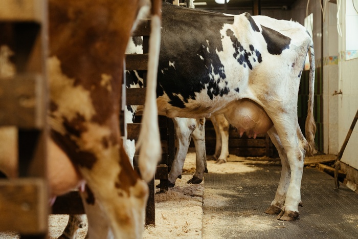Молоко может подорожать в России из-за «налога на тару»