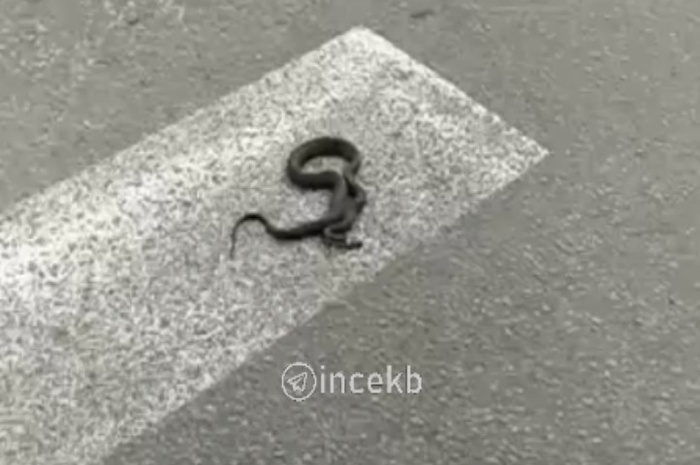 На Эльмаше заметили змею