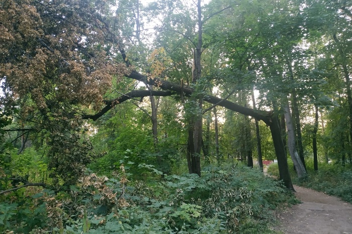 В Екатеринбурге поисковики нашли семью, заблудившуюся в лесу во время прогулки