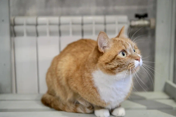 Когда в Екатеринбурге отключат отопление?