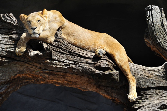 В белгородском зоопарке львица убила нетрезвого мужчину