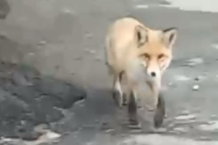В детском саду Екатеринбурга заметили дикую лису — видео
