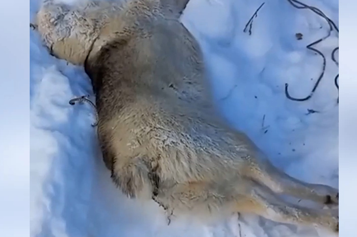 В Первоуральске нашли жестоко убитую пропавшую ранее собаку
