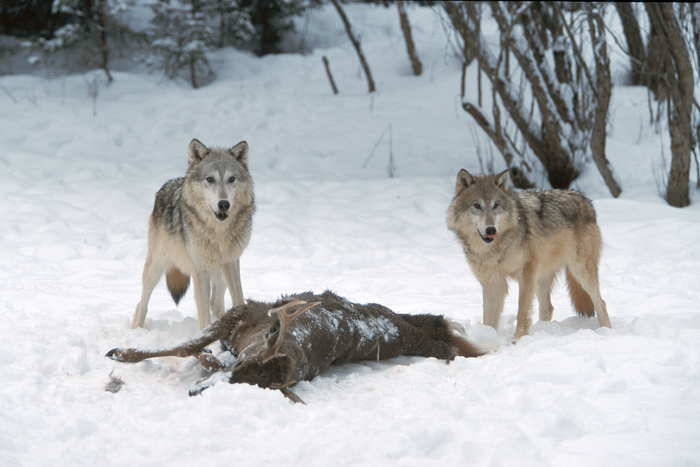 Волки атакуют деревни в Свердловской области. Собак похищают прямо с цепи