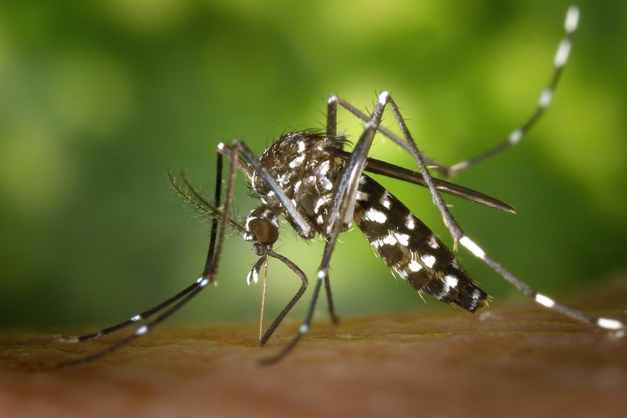 Эксперт ответила, переносят ли комары и мухи коронавирус