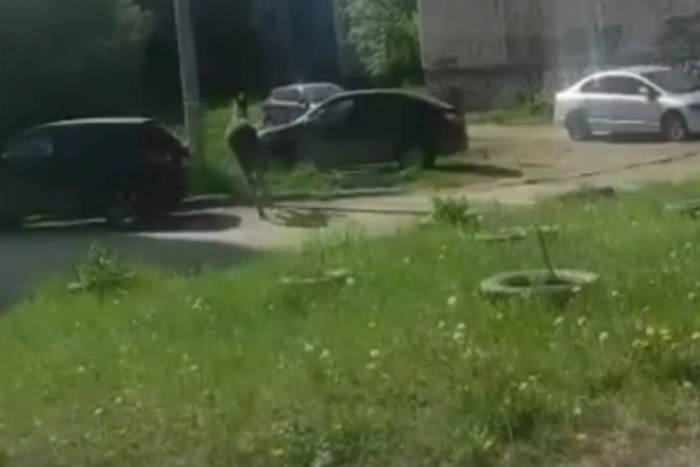 «Может погибнуть от стресса»: в Синих камнях засняли на видео лося