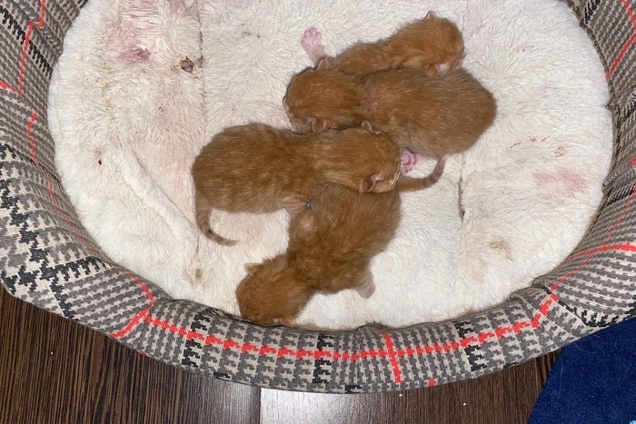 У Николая Коляды появились котята