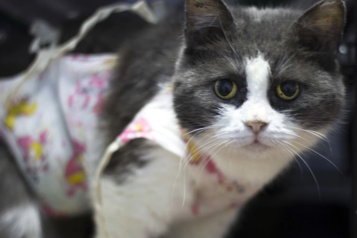 Екатеринбургские студенты-ветеринары будут бесплатно оперировать животных