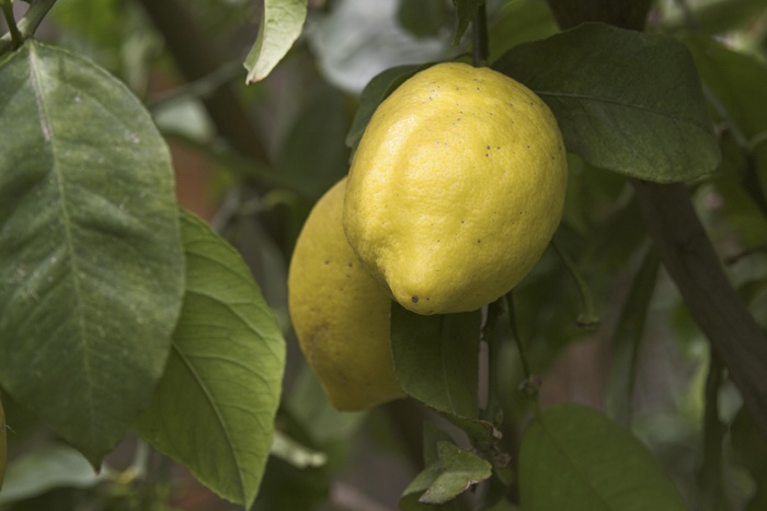 В УФАС объяснили, почему гречка за 145 рублей и лимоны за 300 рублей не является завышением цены