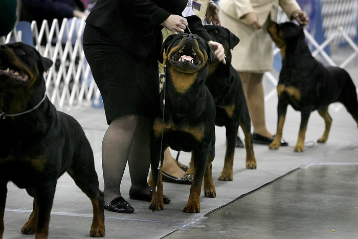 В Челябинске возбуждено дело по факту нападения ротвейлеров на 4-летнего ребенка