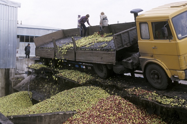 Россия вернула в Белоруссию 190 тонн польских и молдавских яблок