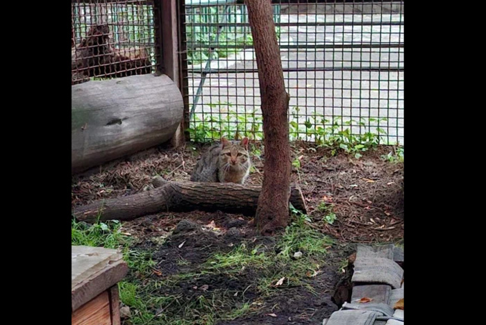 Екатеринбургскому зоопарку подарили лесного кота
