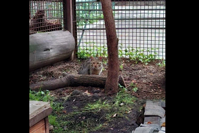 Екатеринбургскому зоопарку подарили лесного кота