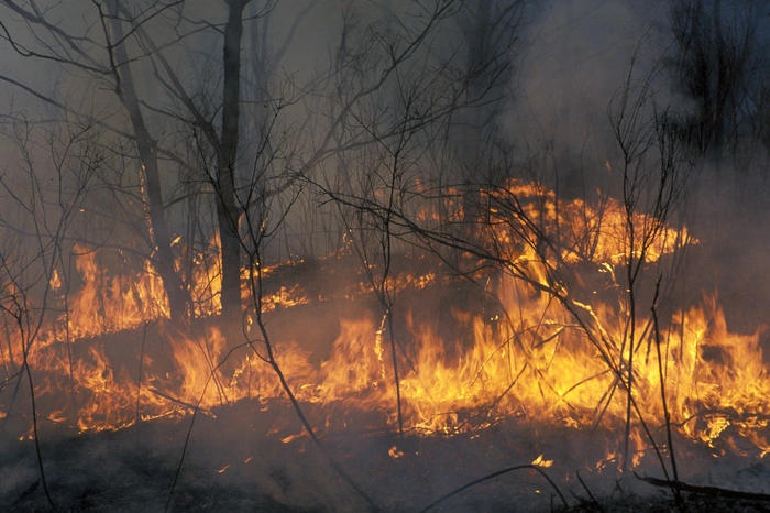 Дожди стабилизировали обстановку с пожарами в ряде районов Приамурья