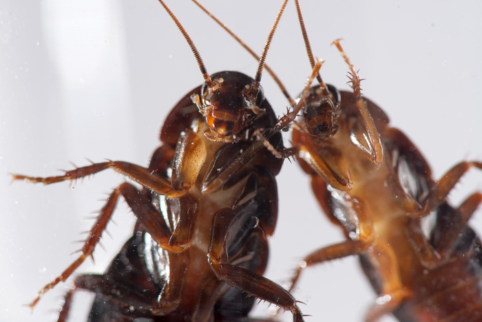 Тараканы выполняют особую миссию на Земле