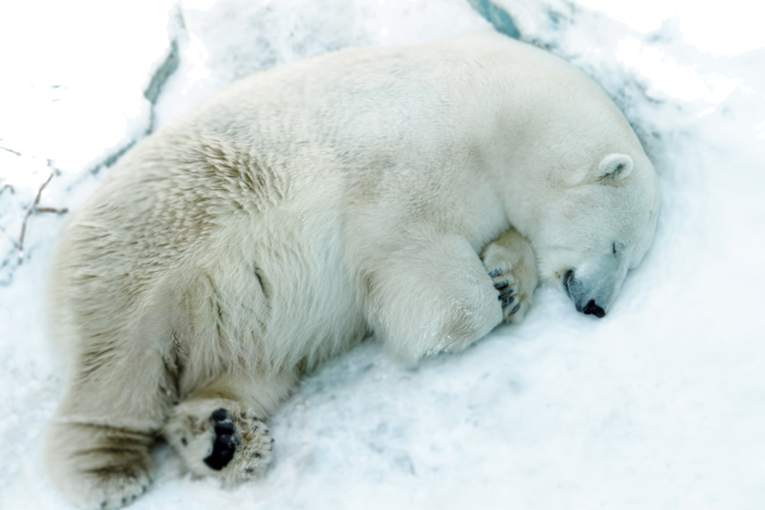 В екатеринбургском зоопарке медведи легли в спячку