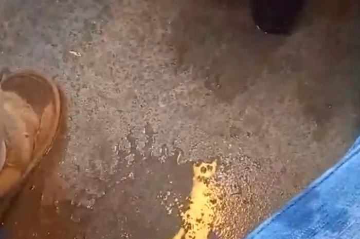 Пассажир «Ласточки» Красноуфимск — Екатеринбург попал под «дождь» внутри электрички