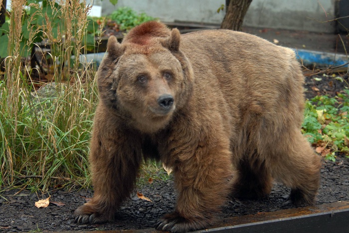 Медведи в Екатеринбургском зоопарке впали в спячку
