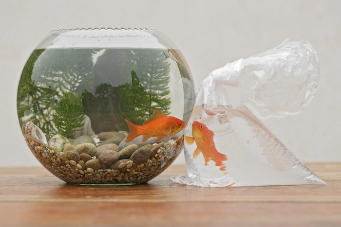 Власти заставят голландца выловить из канала 80 золотых рыбок