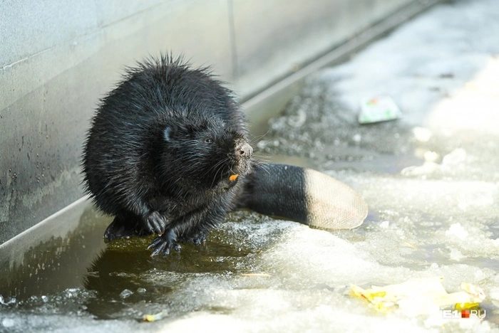 Фотограф Е1 запечатлел на городском пруду чёрного бобра