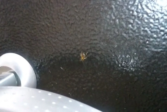 «Откуда они знают?» Екатеринбурженка заподозрила дезинфекторов в подбросе тараканов