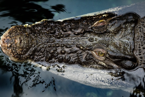 В озере на Крите появился крокодил