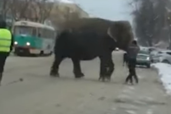 По городу слона ловили: сбежавший из цирка слон переполошил екатеринбуржцев