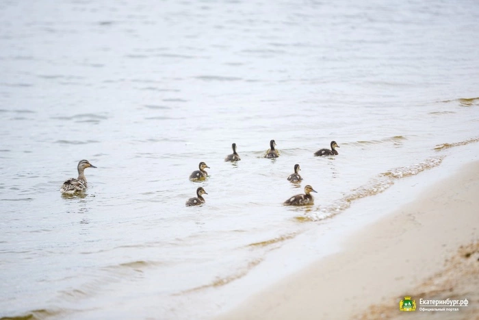 Орлов поручил квартальным Сортировки следить за чистотой прибрежной зоны ВИЗ-пруда