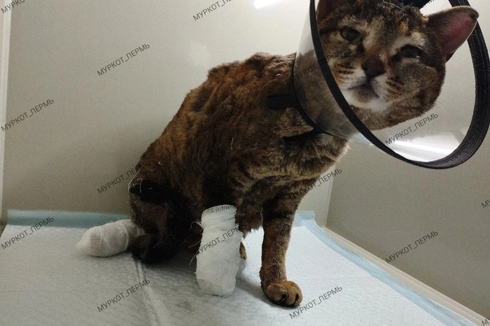 «Его уже уволили». На пермском предприятии заживо сжигали кошек