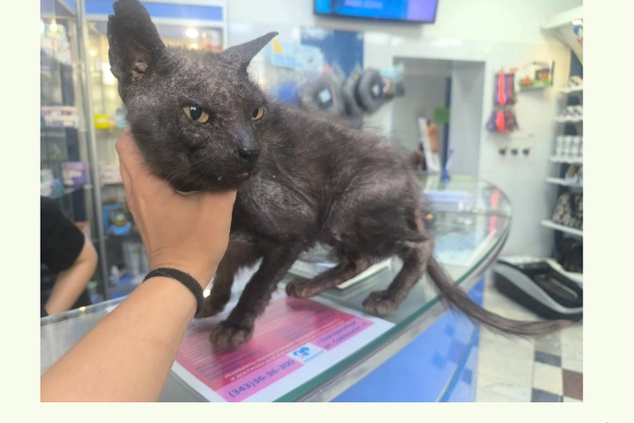 В Екатеринбурге курьер доставки перепутала заказы с едой и котом и бросила один из них на улице