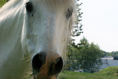 Отскочившая от головы лошади пуля попала в сибиряка