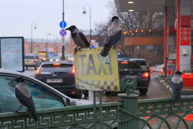 Таксист зарезал пассажира-австралийца на юго-западе Москвы