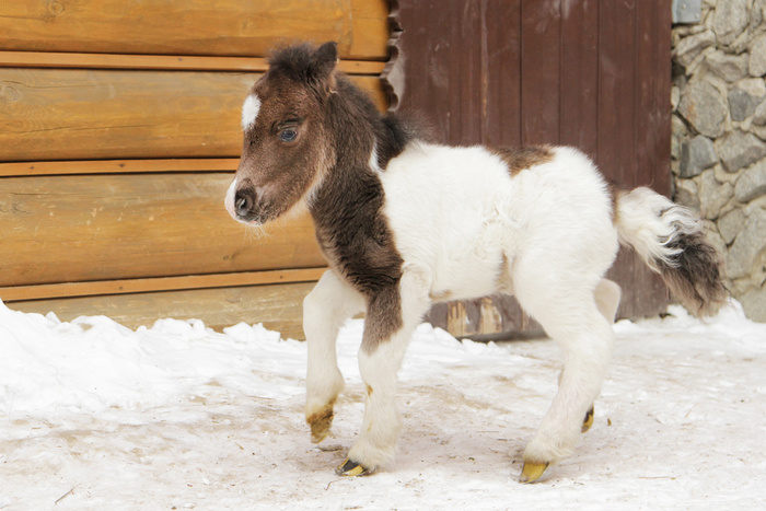 В Екатеринбургском зоопарке у миниатюрных американских лошадей пополнение