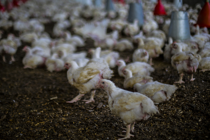 «Среднеуральская птицефабрика» отменила планы по сокращению сотрудников